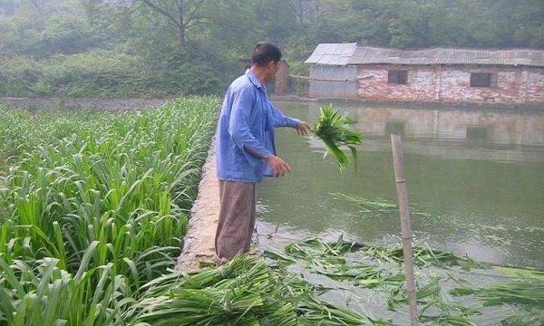 養(yǎng)魚(yú)牧草喂魚(yú)青草