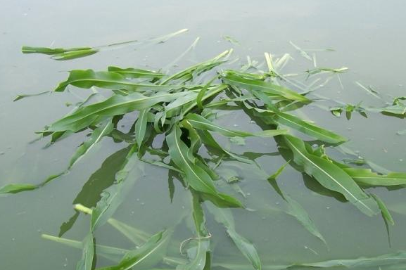 養(yǎng)魚(yú)牧草喂魚(yú)青草