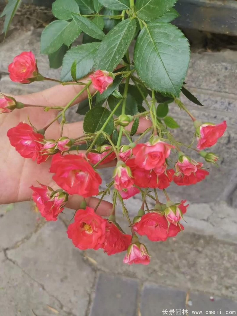 紅花薔薇開花效果圖花墻