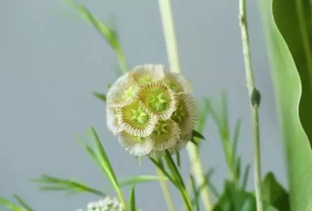 輪峰菊的形態(tài)特征、生長(zhǎng)習(xí)性及種植方法