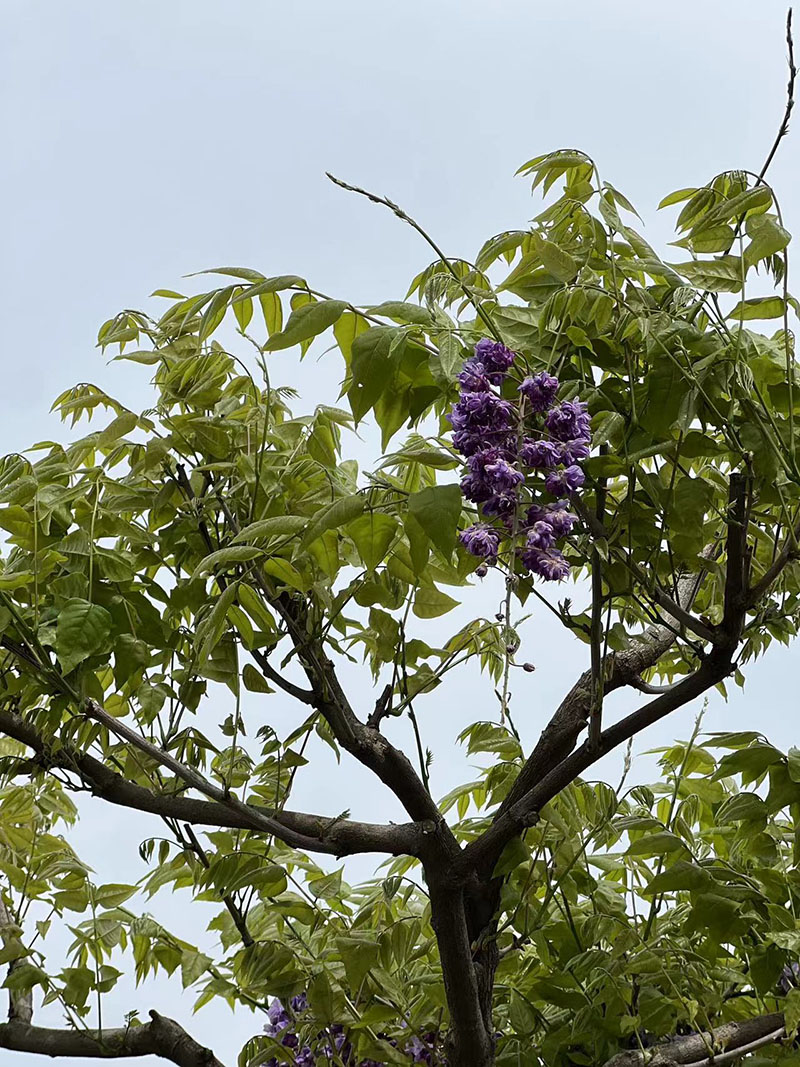 八重黑龍重瓣紫藤花紫藤樹(shù)